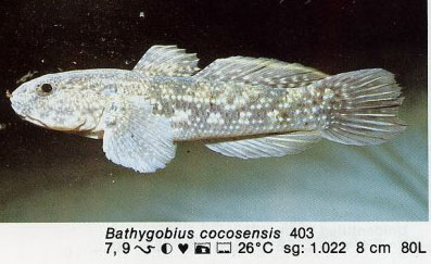 Bathygobius cocosensis